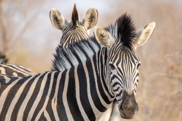 Fototapeta na wymiar Beautiful zebra on the African grassland