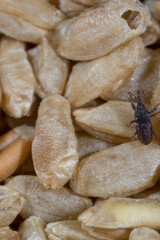 durum wheat infested with parasites causes long shelf life, granary weevil, The wheat weevil (Sitophilus granarius) spread on durum wheat