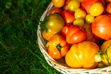 organic tomatoes of different colors in a basket