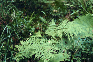 Green ferns leaves background in sunlight.. Dark autumn or summer Forest. Mountains hills landscape. Adventure Travel Concept