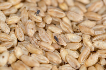 grain weevil, durum wheat infested with parasites