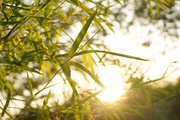 Close up of bamboo leaves with sunlight background.