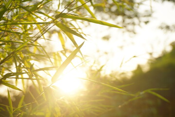 Close up of bamboo leaves with sunlight background.