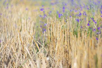 Obraz premium Mown wheat field as background.