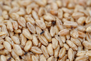 grain weevil, durum wheat infested with parasites