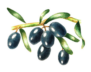Sprig of black olives, watercolor