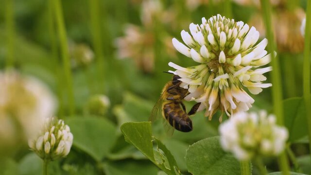 Close up of bee collecting nectar from a clover flower on a sunny day in summer.