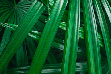 Green palm leaf background