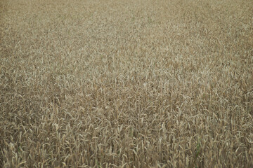  wheat or rye field