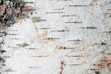 Birch bark. Close-up. Selective focus. Background. Texture.