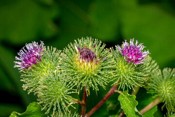 Bud of a Banater globular thistle with water drops in front of green background