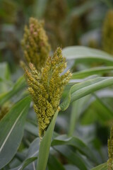 Obraz premium great Millet