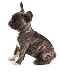 French bulldog puppy seated