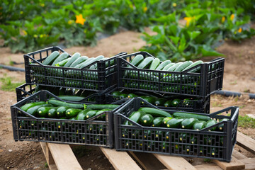 Closeup of plastic boxes with freshly harvested organic zucchini on vegetable farm. Harvest time