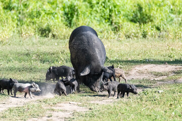 Little baby pigs play around sow mother pig. Black piglets feeding in green sunny grass farm field