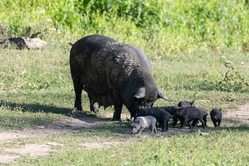 Little milk baby pigs with sow mother pig. Black piglets feeding in green sunny grass farm field