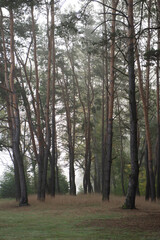 Obraz premium Pine forest trees in cloudy weather.