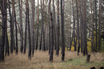 Pine forest trees in cloudy weather.