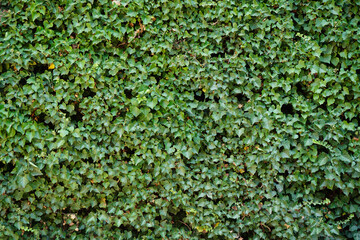 Ivy covered wall template texture background