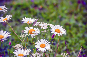 Fototapeta premium White small flowers with white daisies and bright herbs close-up