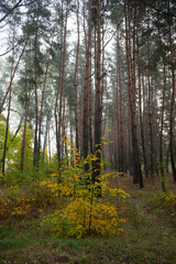 Branches of a tree with yellow foliage against the background of pine trunks on a cloudy day in a pine forest.