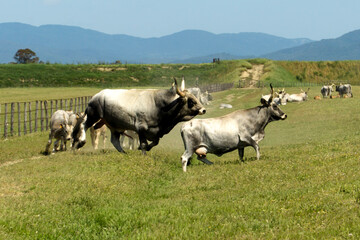 Italy Tuscany Grosseto, natural park of the Maremma nature reserve Alberese Uccellina free animals