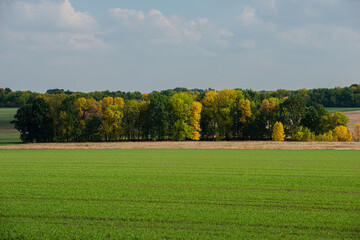 Green field and deciduous forest on a sunny day.
