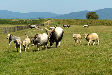 Fototapeta premium Italy Tuscany Grosseto, natural park of the Maremma nature reserve Alberese Uccellina free animals