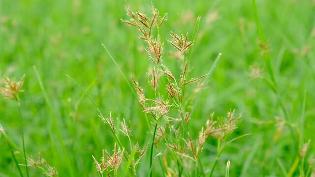 Cyperus rotundus is fluttering in the wind with a blurry background.