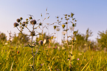 Fototapeta premium Wild flowers lawn in sunset light. Eryngium bourgatii, Amethyst Eryngos and different green grass