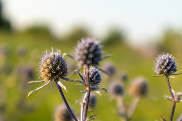 Wild flowers Eryngium bourgatii close-up, Amethyst Eryngos flowering purple plant with green blurred background on sunset summer warm light