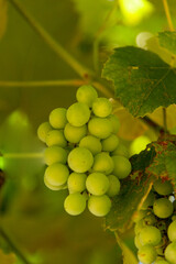 Bunch of green grapes in the garden.