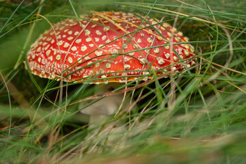 Beautiful fly agaric hiding in the highland meadows of Rila mountain.