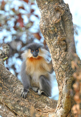Capped Langur (Trachypithecus pileatus) closeup shot in a tree branch
