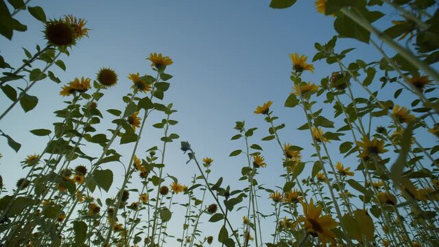 sunflower field in the susnet from below