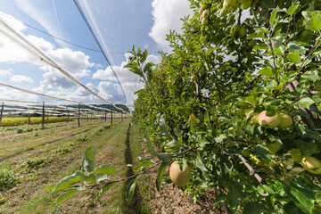 Des pommes dans un verger 