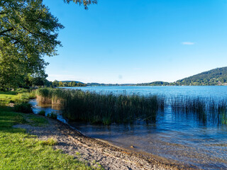 Bad Wiessee in Upper Bavaria in Germany. Reed bed by the lake of Tegernsee along the promenade with view on Bavarian Alps