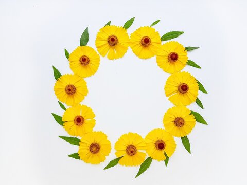 Yellow rudbekia flowers or coneflowers scattered on a white background in the form of a circle. The concept of love and health.
