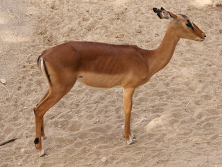 impala