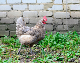 Rooster on a traditional free range poultry, organic farm , grazing of the farm on the grass with copy space