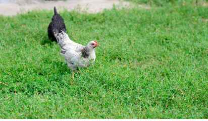Chicken on the green grass on a traditional free range poultry, organic farm , grazing of the farm on the grass with copy space