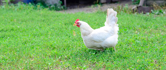 White chicken on the green grass on a traditional free range poultry, organic farm , grazing of the farm on the grass with copy space