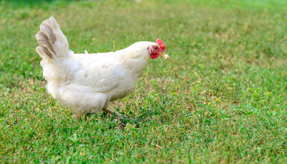 White chicken holds a piece of bread in its beak on the green grass on a traditional free range poultry, organic farm , grazing of the farm on the grass with copy space