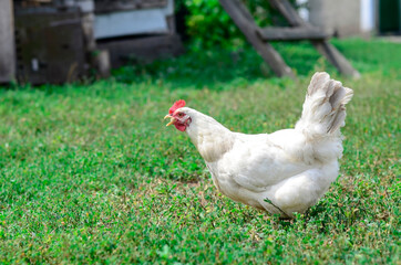 White chicken holds a piece of bread in its beak on the green grass on a traditional free range poultry, organic farm , grazing of the farm on the grass with copy space