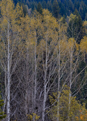 Birken Indian Summer Canada