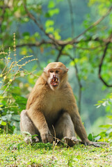 Assam Macaque (Assamese macaque) injured male face during fighting
