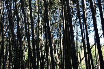 日本の山を散歩中に撮影