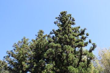 日本の山を散歩中に撮影