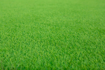 Natural background and texture. Artificial evergreen lawn grass. Side view. Artificial turf.