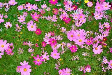 Lots of beautiful pink flowers for a natural background